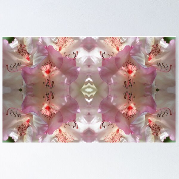 White Rhododendron with red dots and pink petals Poster