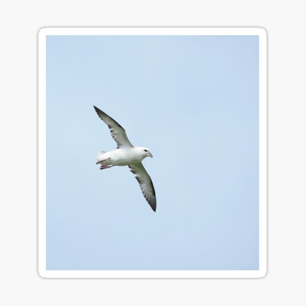 Item preview, Fulmar (Seabird) in flight designed and sold by Mya Bambrick.