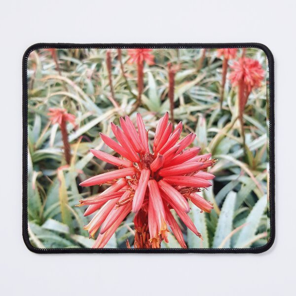 Item preview, Candelabra aloe designed and sold by Blissfully-MK.