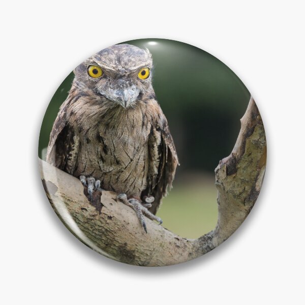 Item preview, Tawny Frogmouth designed and sold by Nigel R Bell Photography.