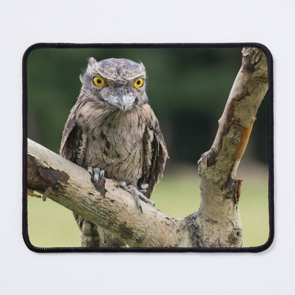 Item preview, Tawny Frogmouth designed and sold by Nigel R Bell Photography.