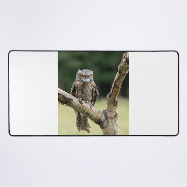 Item preview, Tawny Frogmouth designed and sold by Nigel R Bell Photography.