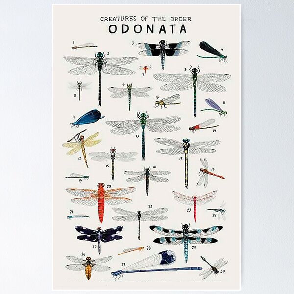 Order Odonata