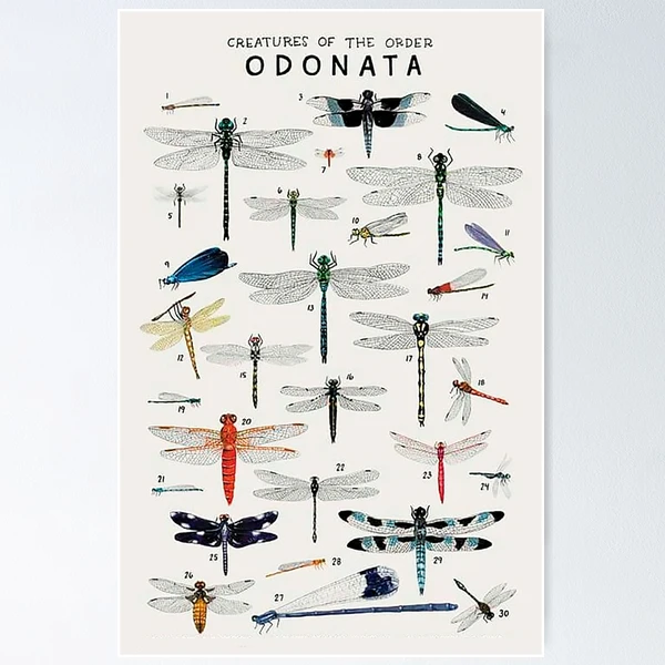 Order Odonata