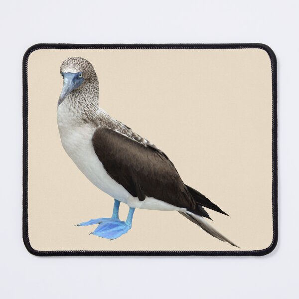 Item preview, Blue Footed Booby designed and sold by baegel.