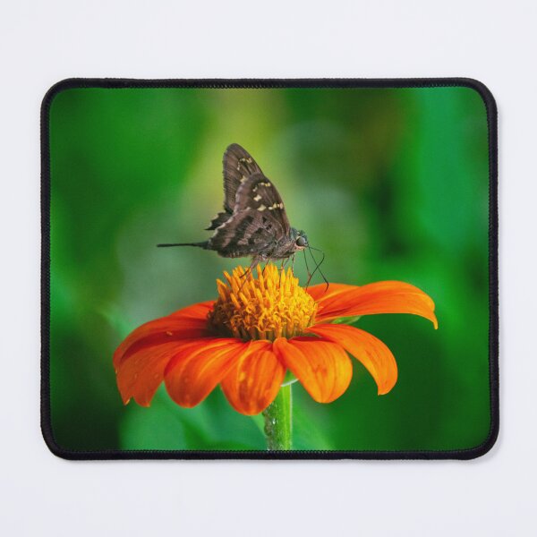 Item preview, Lunar Moth on Tithonia designed and sold by JakeBarkerPhoto.