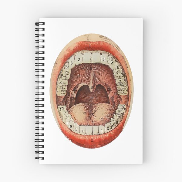 Item preview, Póster de dentista vintage de boca ilustrada con números de dientes designed and sold by PIXEL POP DESIGNS - Beyond the Norm!.