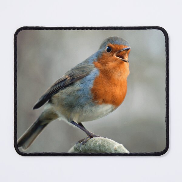 Item preview, Singing Robin designed and sold by Tom McPherson Photography.