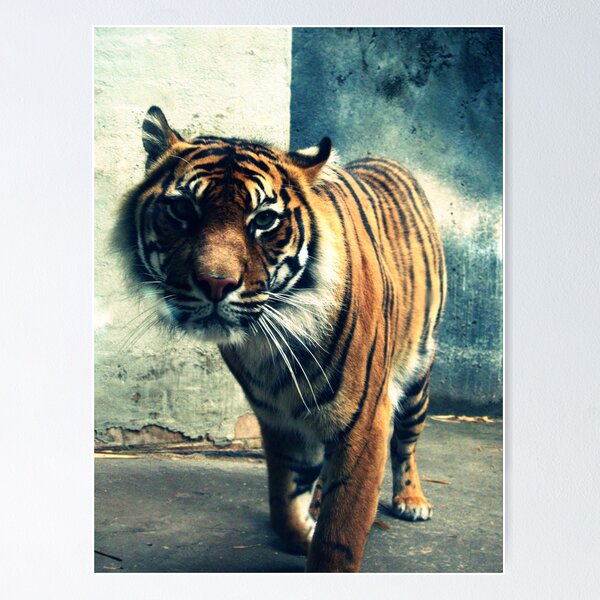 Item preview, Tiger designed and sold by xxlapse.