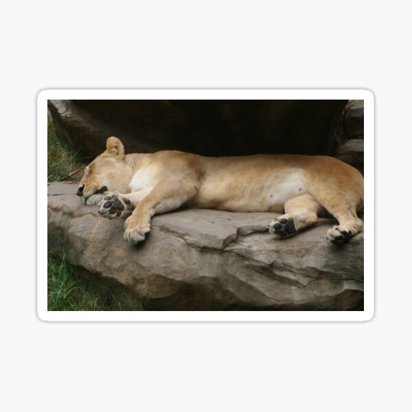 Item preview, the lion sleeps tonight designed and sold by rue2.