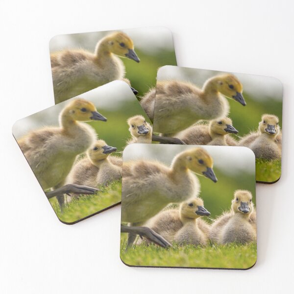 Item preview, Canadian Goslings  designed and sold by Vargulich.