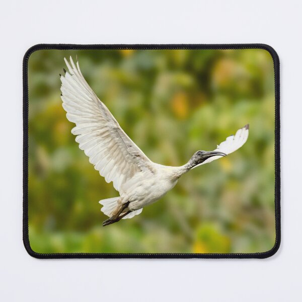 Item preview, Australian White Ibis in flight designed and sold by robdanimalphotography.