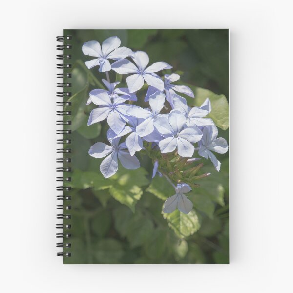 Item preview, Blue Plumbago Flowering Shrub designed and sold by CarolM.