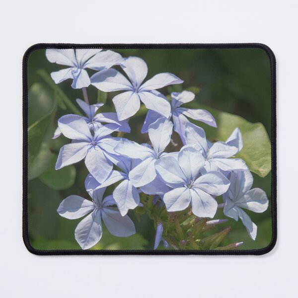 Item preview, Blue Plumbago Flowering Shrub designed and sold by CarolM.