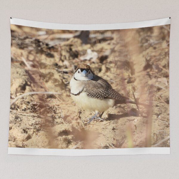 Item preview, Double-barred Finch on Dundowran Beach designed and sold by Mark Grimsley.
