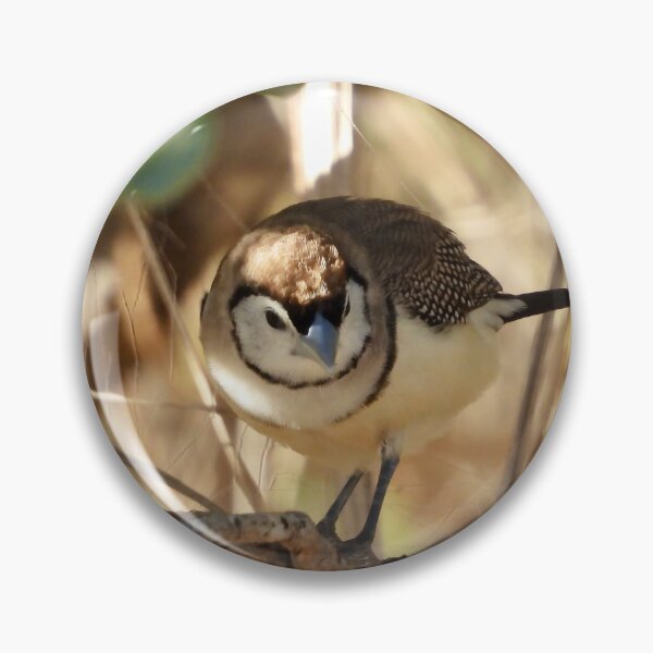 Item preview, Double-barred Finch in tree Dundowran Beach designed and sold by Mark Grimsley.