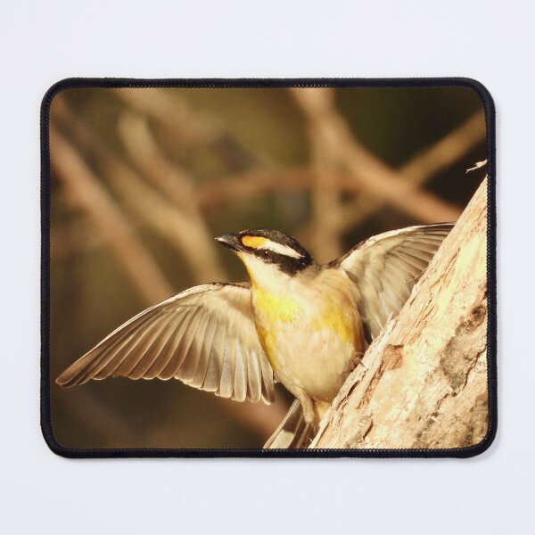 Item preview, Striated Pardalote at Dundowran Beach designed and sold by Mark Grimsley.