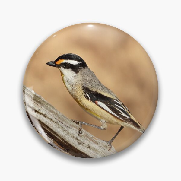 Item preview,  Striated Pardalote at Dundowran Beach on tree designed and sold by Mark Grimsley.
