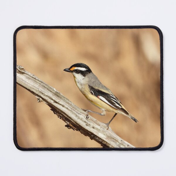 Item preview,  Striated Pardalote at Dundowran Beach on tree designed and sold by Mark Grimsley.