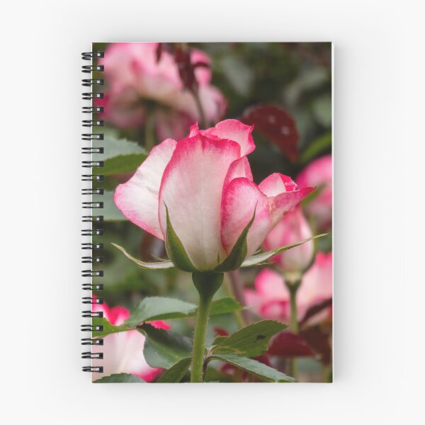 Item preview, Rosas De Borde Rosa designed and sold by yunee.