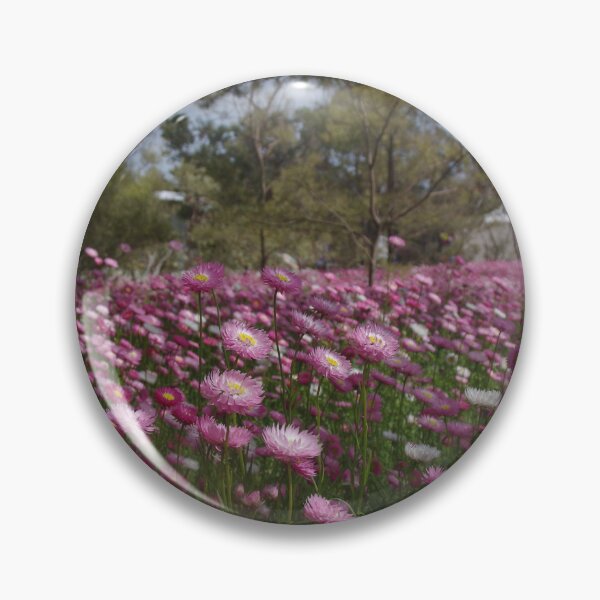 Item preview, Rhodanthe chlorocephala (Everlastings) designed and sold by lezvee.