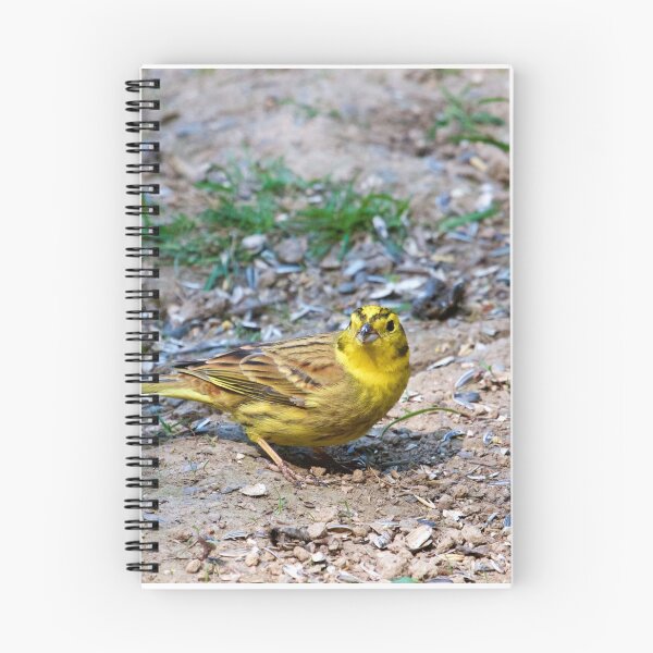 Item preview, Yellowhammer Bird (Emberiza citrinella) designed and sold by Rob Cole Photography.