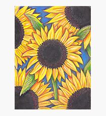 Sunflowers Photographic Print