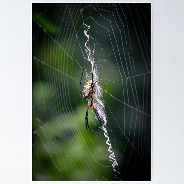 Item preview, Orb Weaver designed and sold by JakeBarkerPhoto.