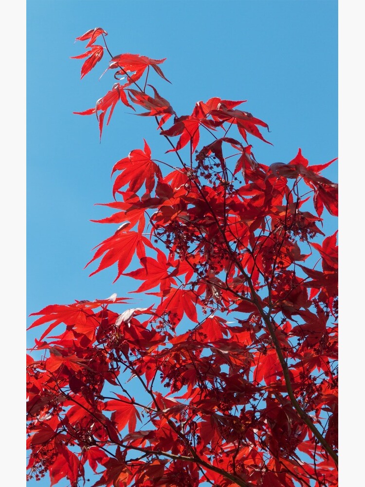 Japanese Maple (Acer) Leaves by robcole