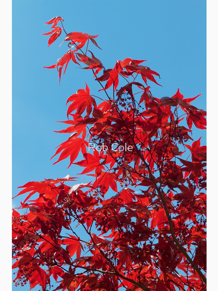 Japanese Maple (Acer) Leaves by robcole