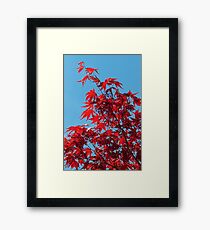 Japanese Maple (Acer) Leaves Framed Print