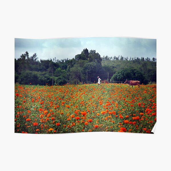 Marigold fields, marshmallow skies ... a farmer and his cow. Poster