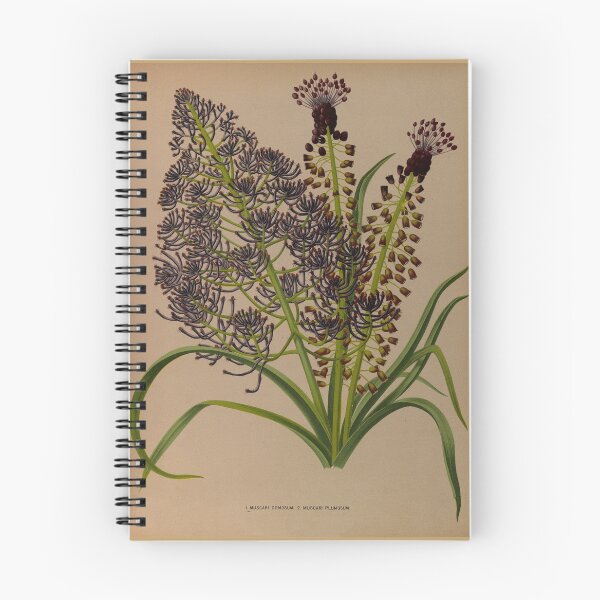 Item preview, Muscari Flower Scientific Vintage Illustration designed and sold by Lacasadellora.