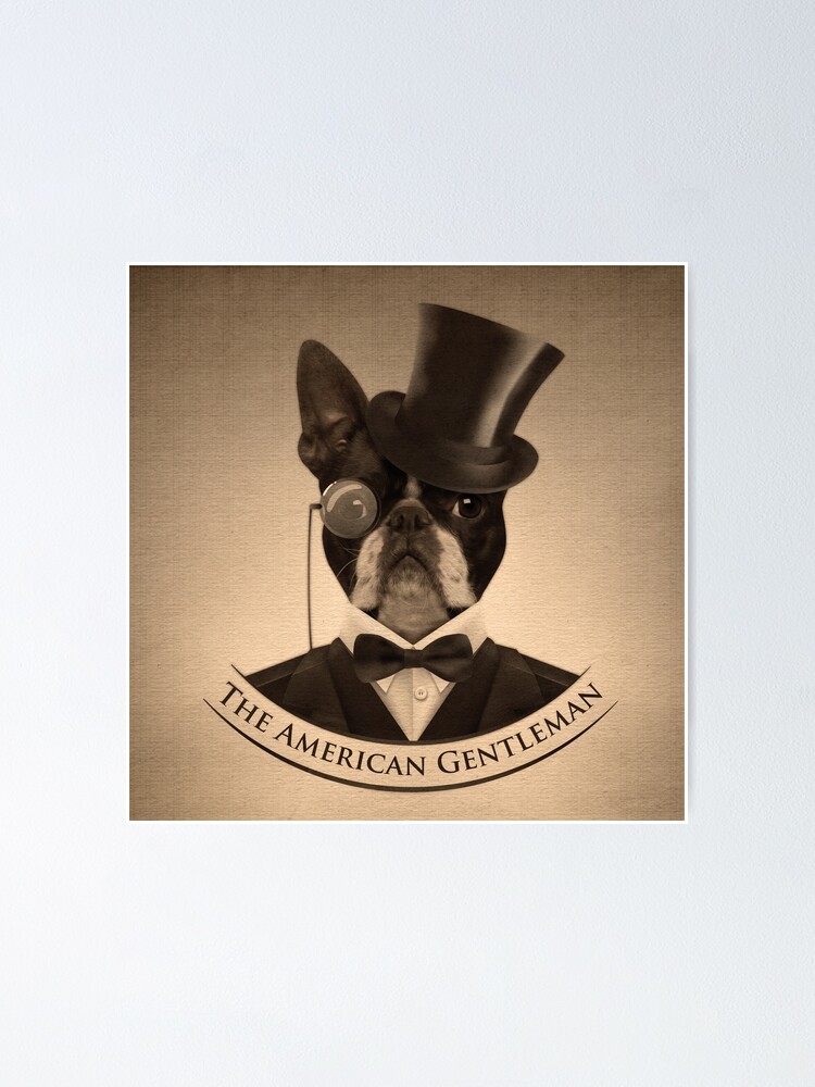 Boston terrier clearance american gentleman