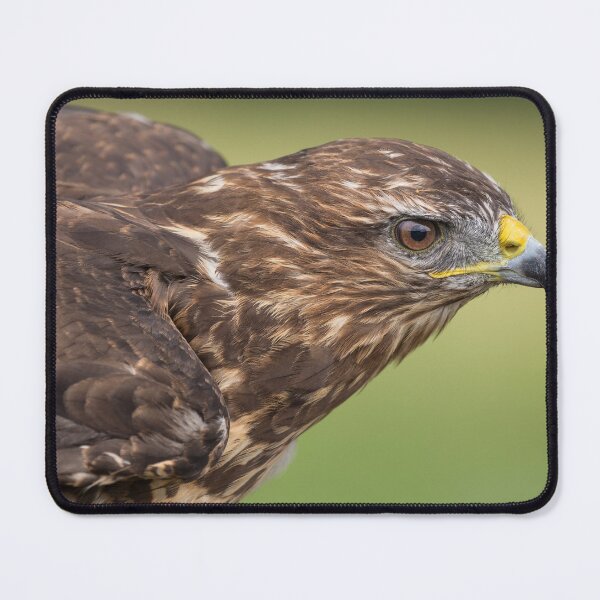 Item preview, Buzzard designed and sold by Nigel R Bell Photography.