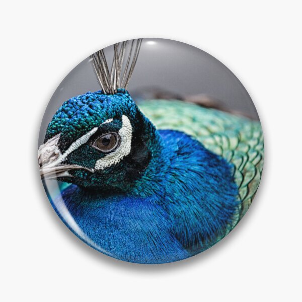 Item preview, Peacock designed and sold by Nigel R Bell Photography.