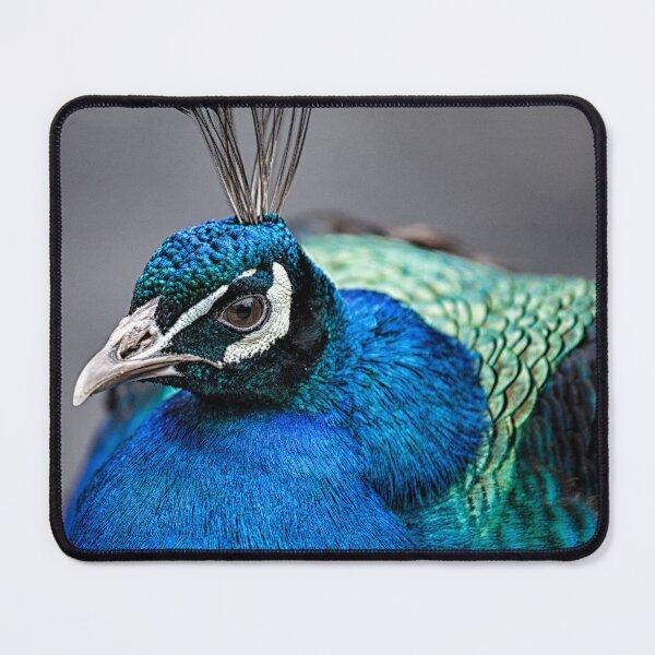 Item preview, Peacock designed and sold by Nigel R Bell Photography.