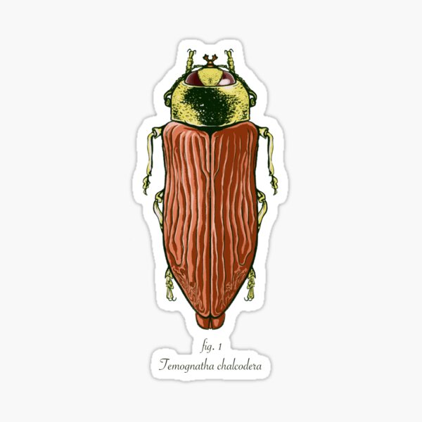 Item preview, Jewel Beetle - Temognatha chalcodera designed and sold by mamasjess.