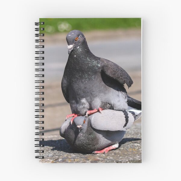 Item preview, Mating pigeons I designed and sold by GreyFeatherPhot.