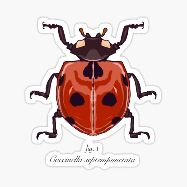 Item preview, Lady Bug - Coccinella septempunctata designed and sold by mamasjess.