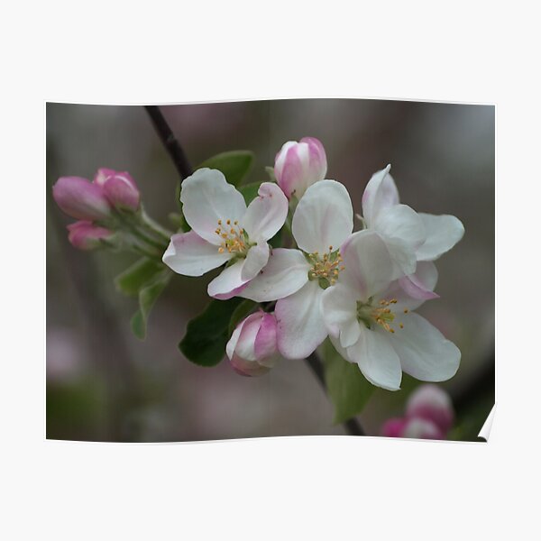 Apple Blossom Poster