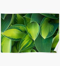 Hosta Camouflage Poster