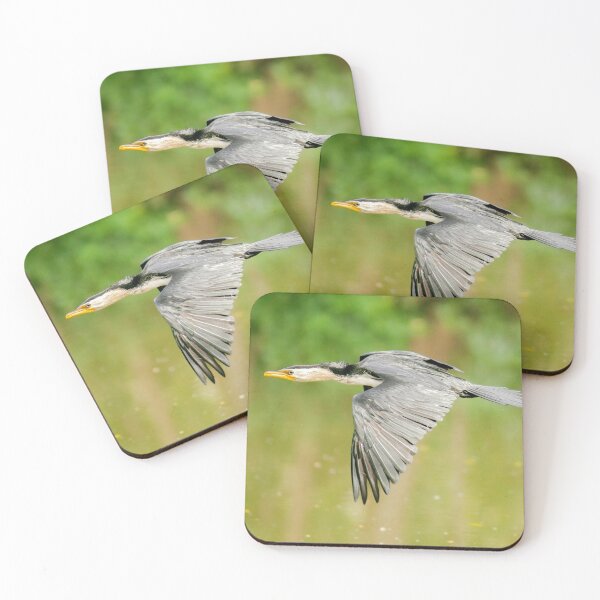 Item preview, Little Pied Cormorant in flight designed and sold by robdanimalphotography.