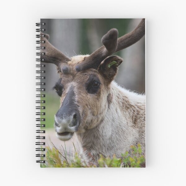Item preview, Reindeer smile designed and sold by Jouko Lehto Photography.
