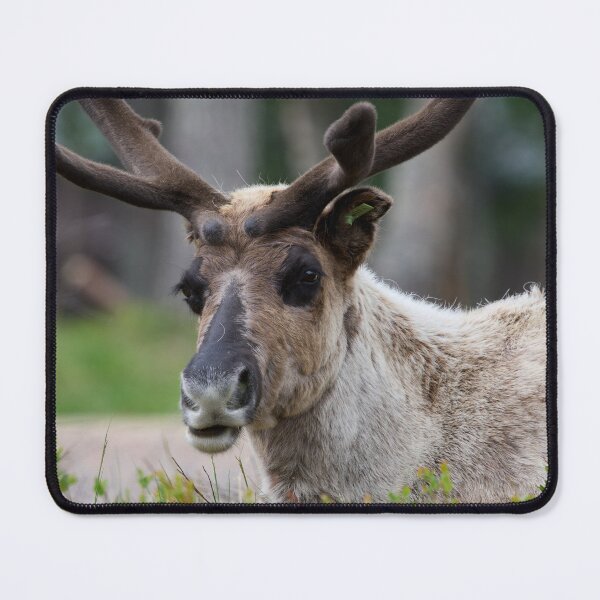 Item preview, Reindeer smile designed and sold by Jouko Lehto Photography.
