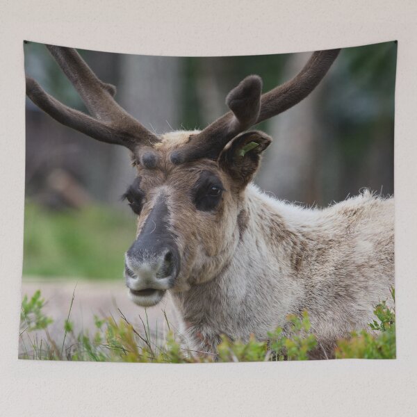 Item preview, Reindeer smile designed and sold by Jouko Lehto Photography.