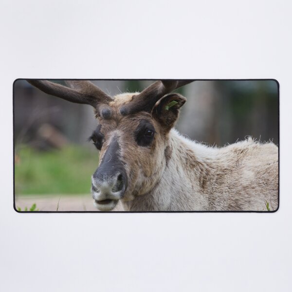 Item preview, Reindeer smile designed and sold by Jouko Lehto Photography.