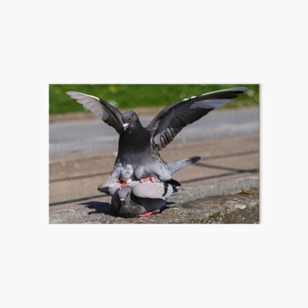 Pigeons Mating Gifts Merchandise Redbubble