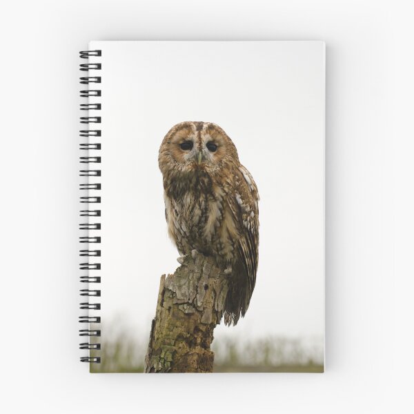 Item preview, Tawny Owl designed and sold by clgcreativearts.