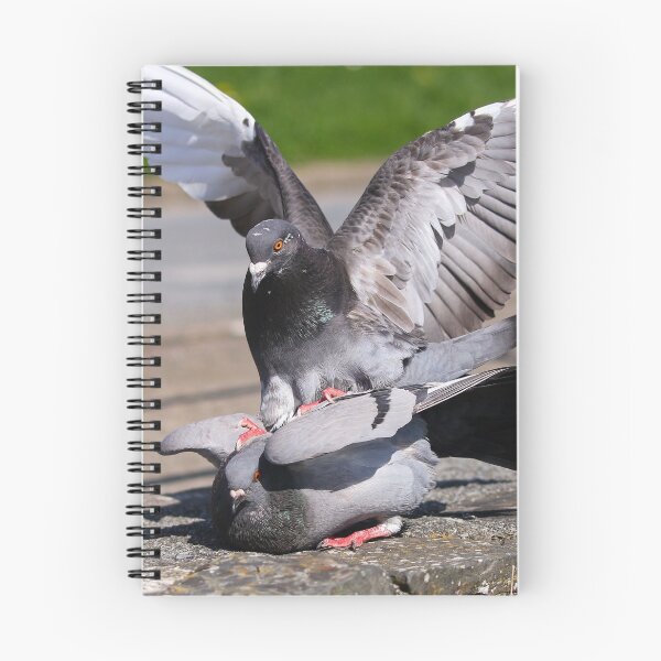 Item preview, Mating pigeons III designed and sold by GreyFeatherPhot.